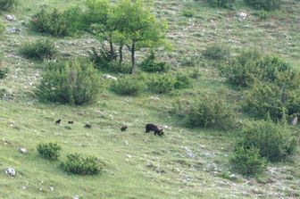 L'orsa con i cuccioli nel Parco nazionale d'Abruzzo