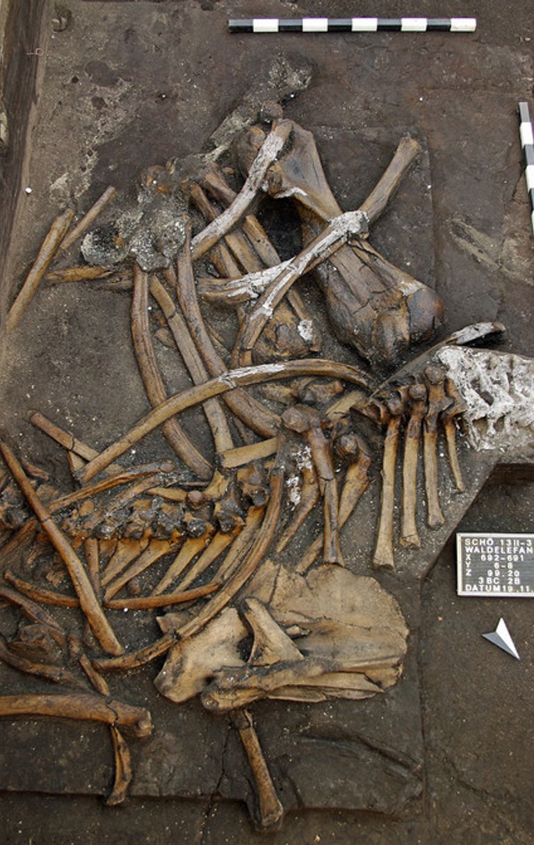 Zanne lunghe e altre caratteristiche