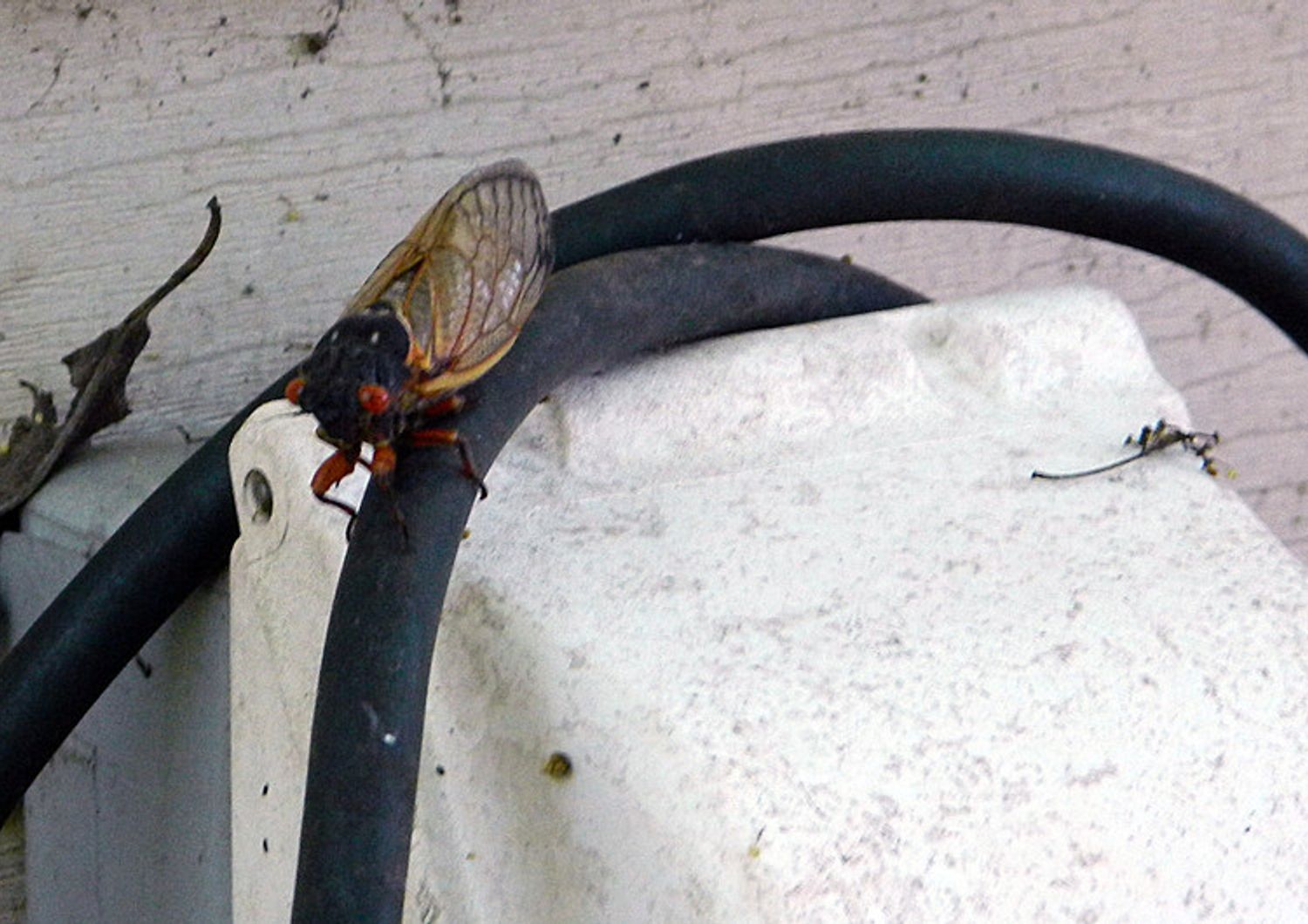 Una cicala periodica