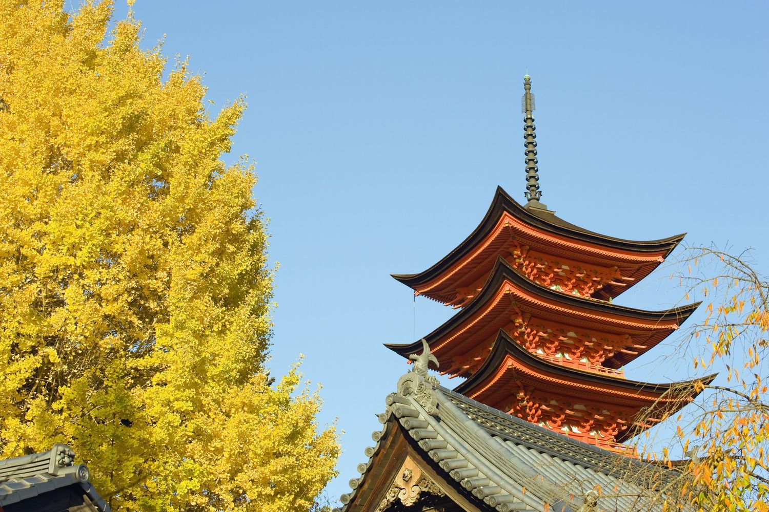 Un albero di gingko davanti a una pagoda di Hiroshima