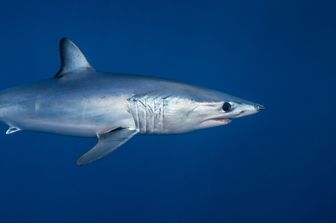 Squalo mako&nbsp;(Isurus&nbsp;oxyrinchus)