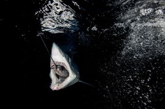 squalo mako ucciso catania immagini video