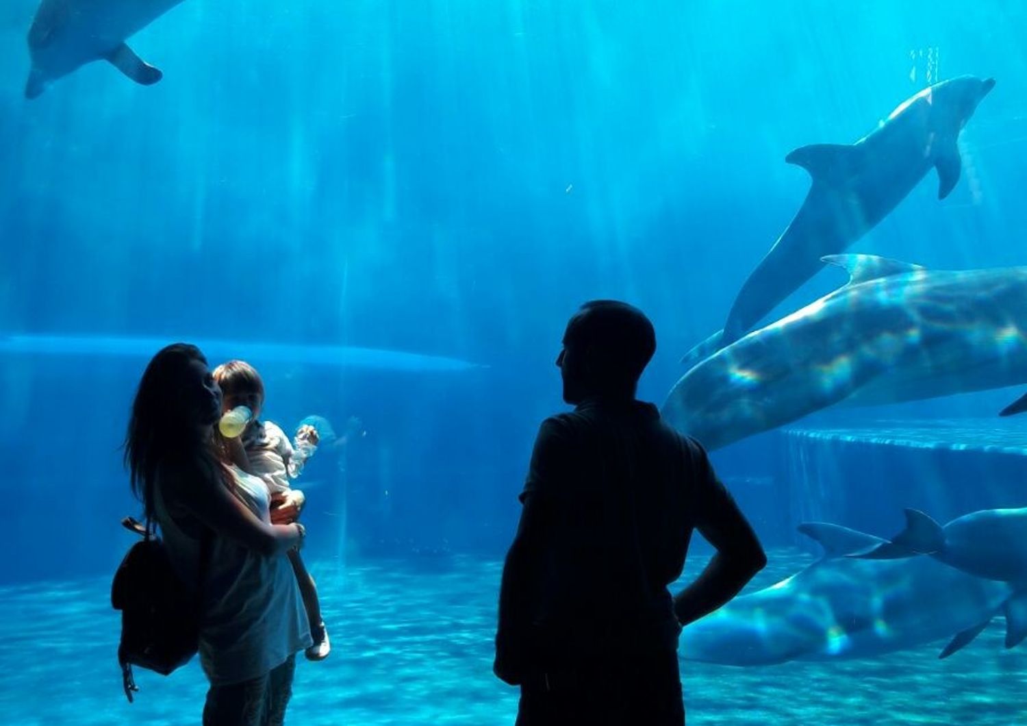 acquario genova&nbsp;riaperto dopo lockdown