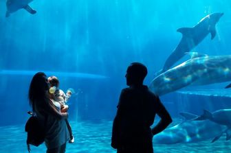 acquario genova&nbsp;riaperto dopo lockdown