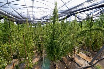 Coltivazione di cannabis in serra
