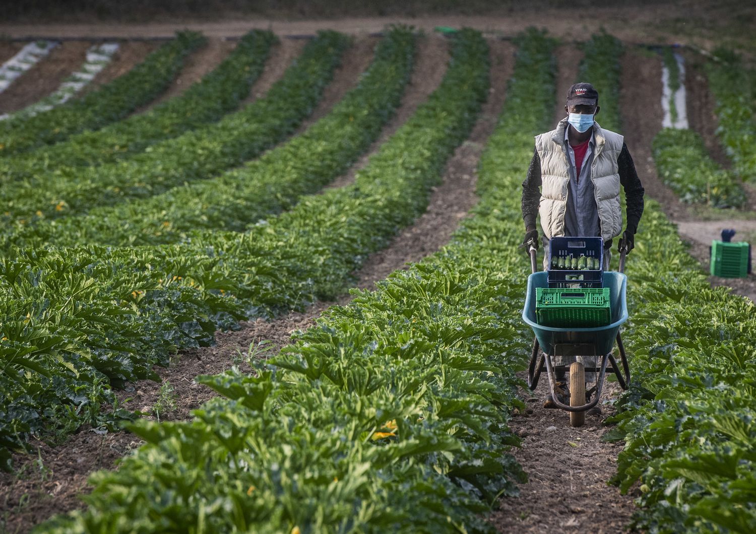 Un immigrato al lavoro in un'azienda agricola