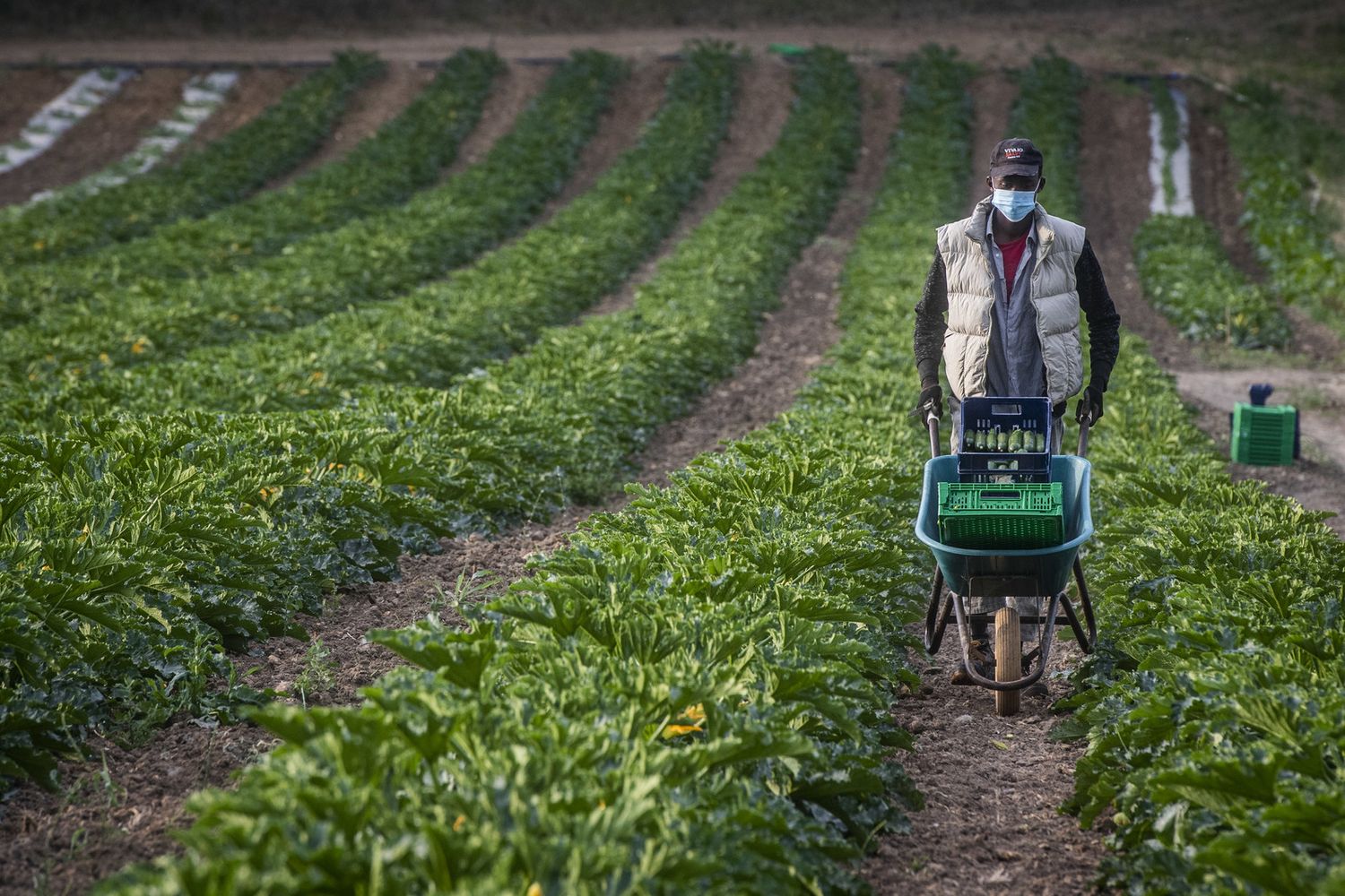 Un immigrato al lavoro in un'azienda agricola