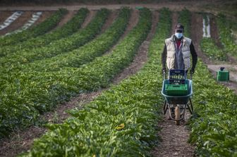 Un immigrato al lavoro in un'azienda agricola