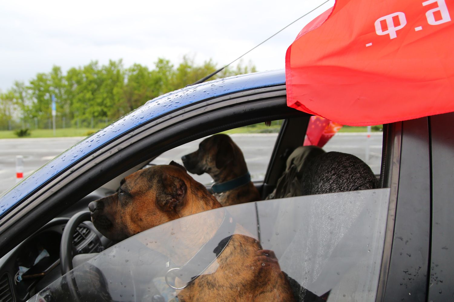 Cani in auto attendono il padrone