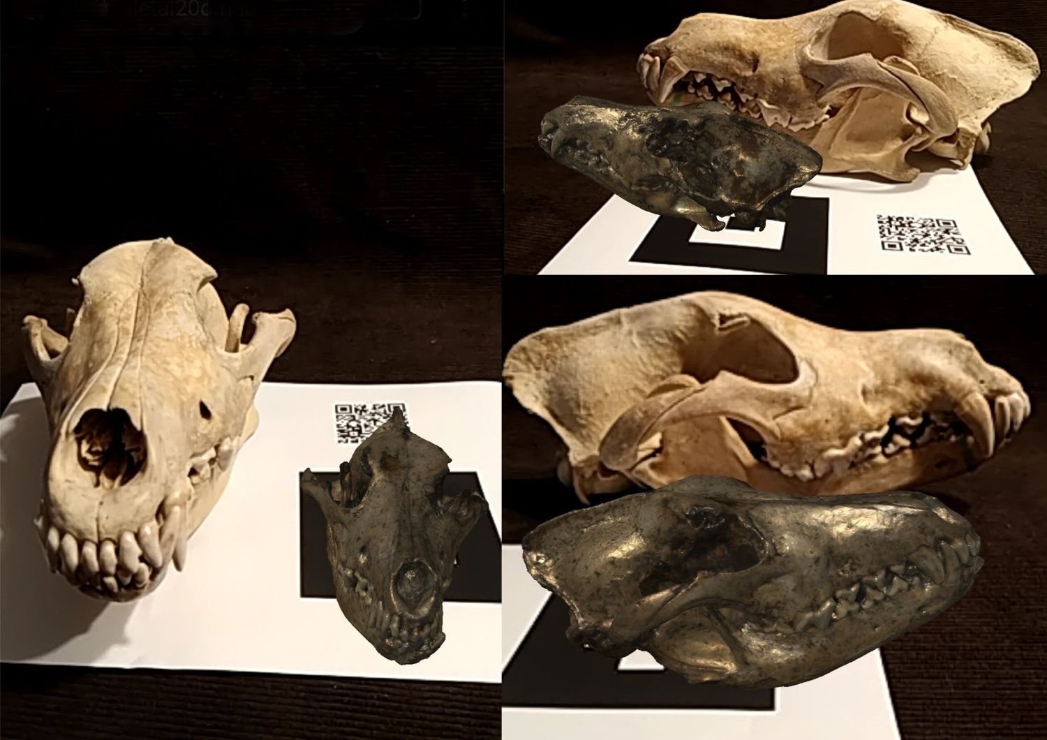 La realt&agrave; aumentata mette a confronto il cranio di lupo attuale (in chiaro) e il fossile digitale di Canis borjgali (in scuro)