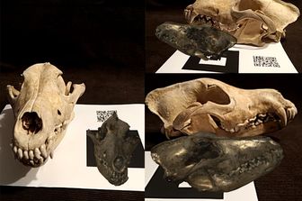 La realt&agrave; aumentata mette a confronto il cranio di lupo attuale (in chiaro) e il fossile digitale di Canis borjgali (in scuro)