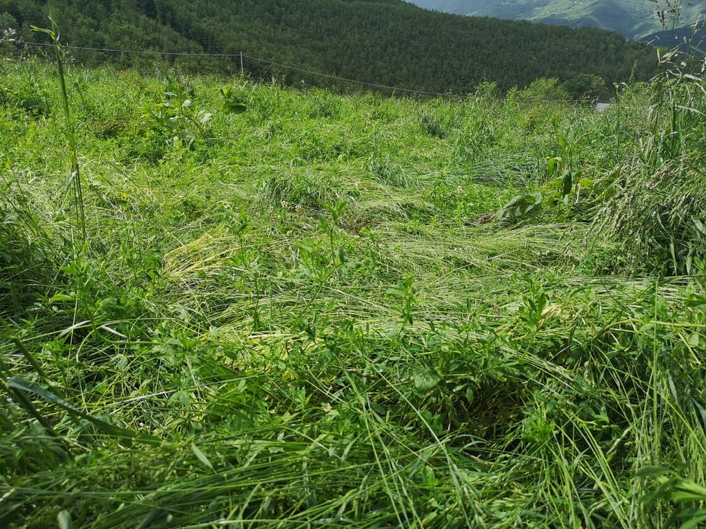 Fieno abbattuto dal maltempo