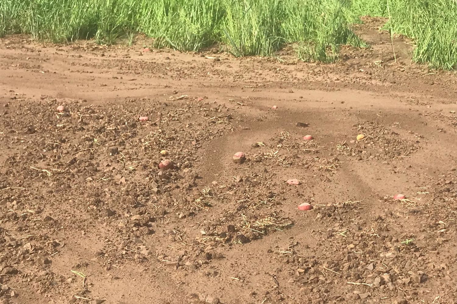 Patate dilavate dal maltempo