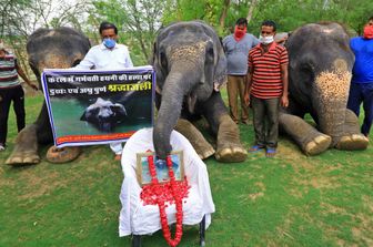 Una cerimonia di commemorazione per l'elefabnessa uccisa