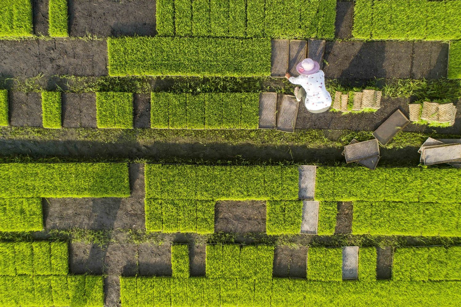 Una risaia nello Jiangsu, in Cina