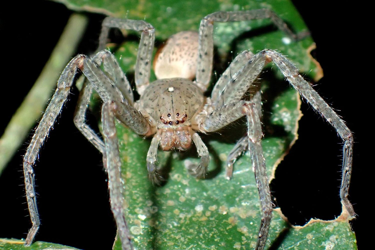 &nbsp;Il ragno Greta