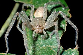 &nbsp;Il ragno Greta