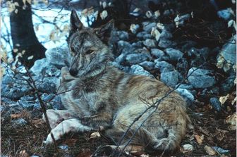 Gli ibridi tra lupo e cane sono il prodotto dell'ibridazione antropogenica, un fenomeno che interessa anche altre specie animali