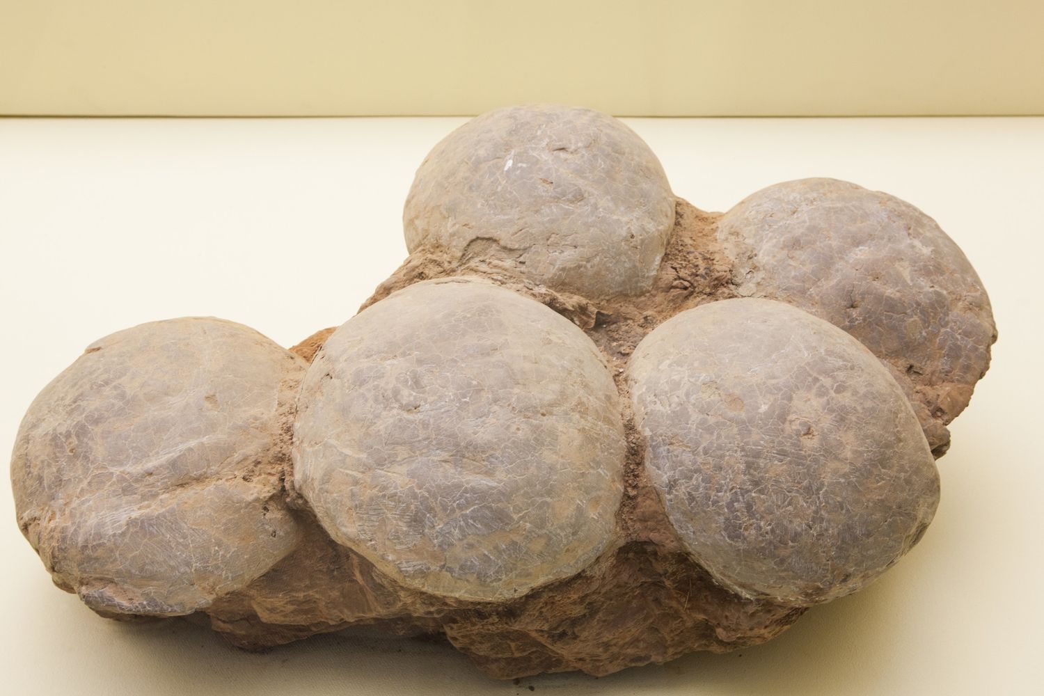 Uova fossili di dinosauro