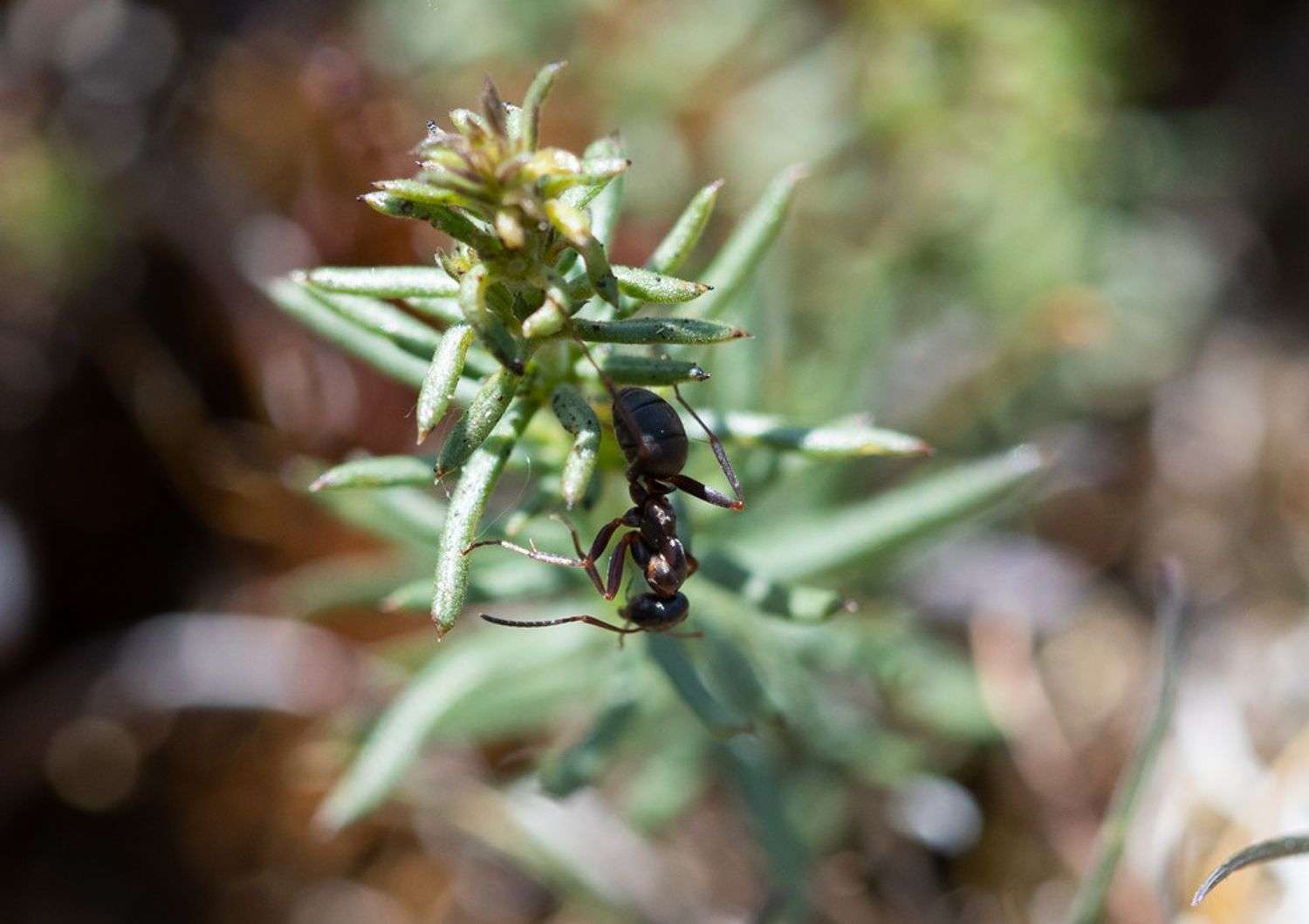 Una formica cammina su un'infiorescenza