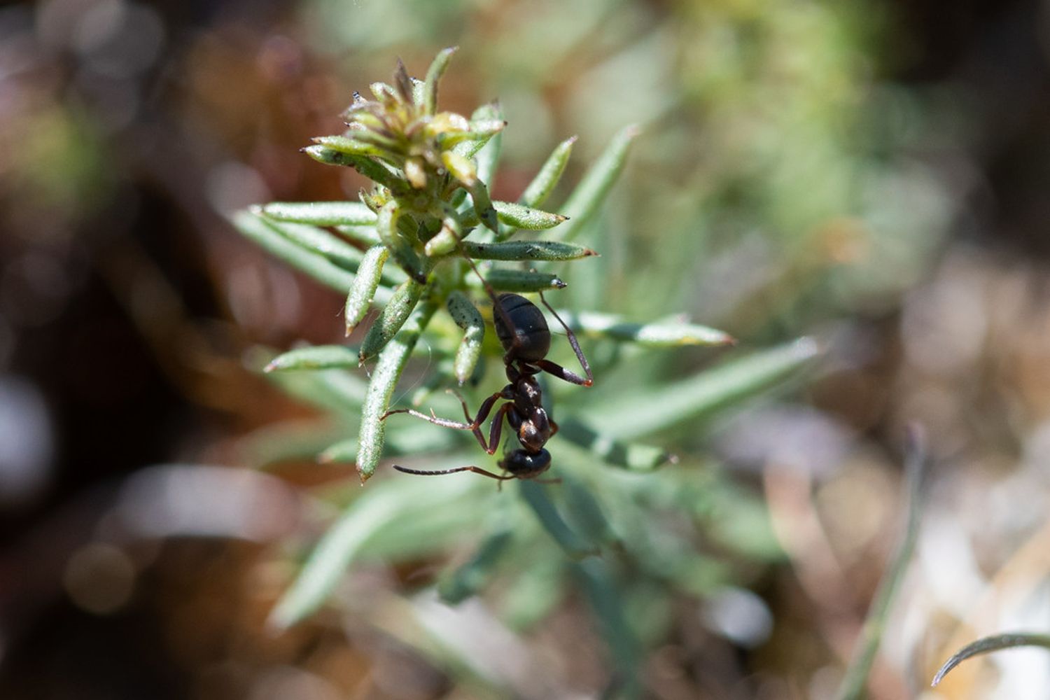 Una formica cammina su un'infiorescenza