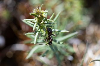 Una formica cammina su un'infiorescenza