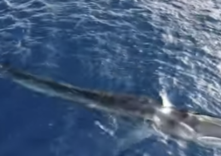 balena codamozza