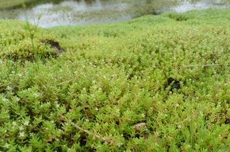 Crassula Helmsii