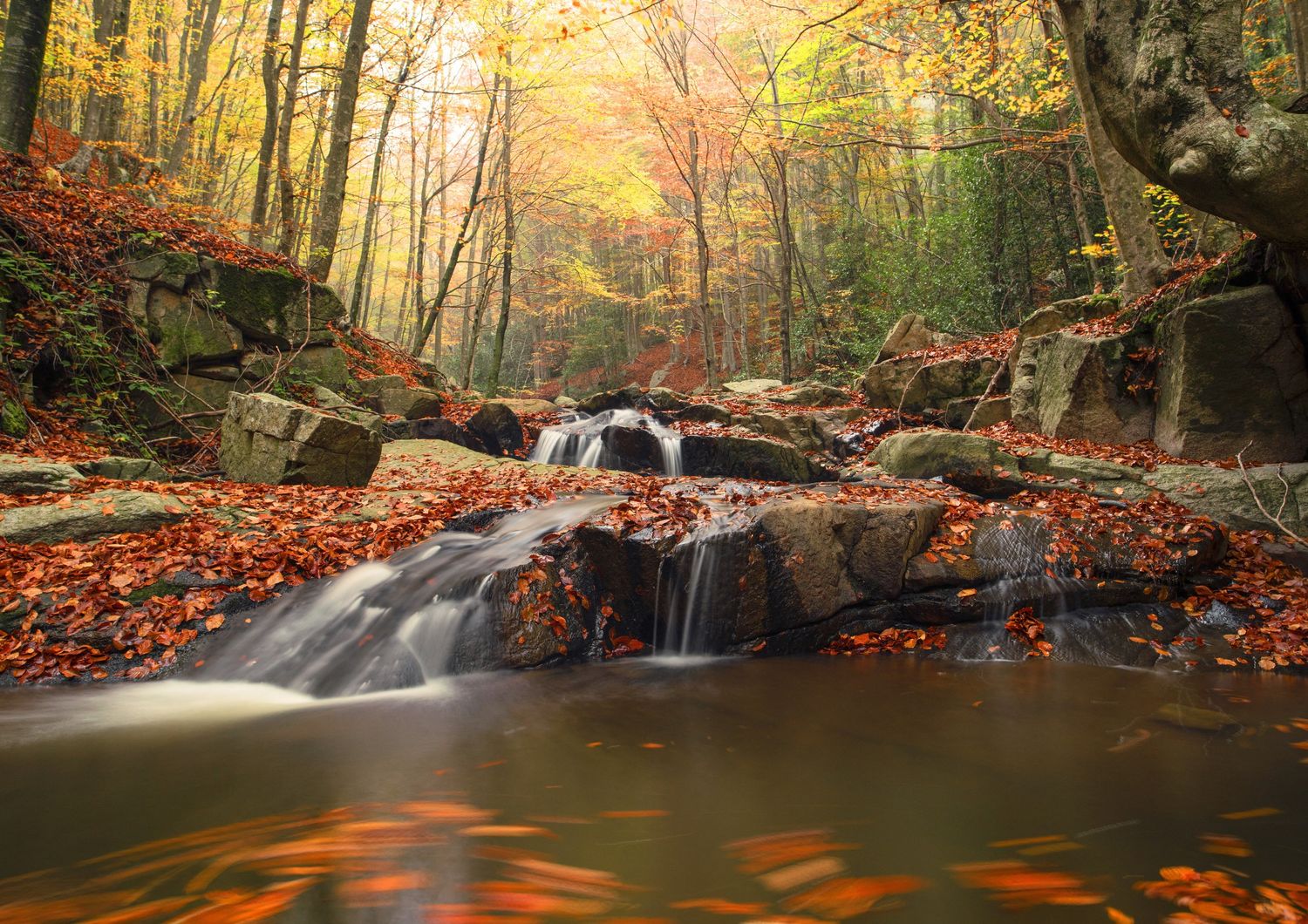 La foresta di Montseny in Catalogna (Spagna)