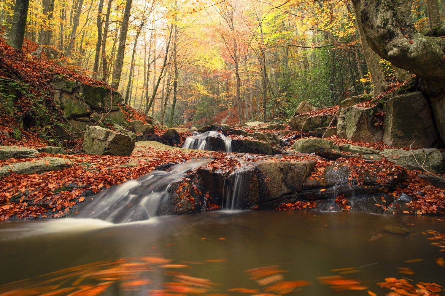 La foresta di Montseny in Catalogna (Spagna)