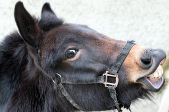 caso rarissimo a tuscania mula partorisce puledro