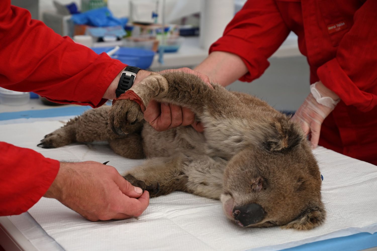 Un koala ustionato curato dai veterinari