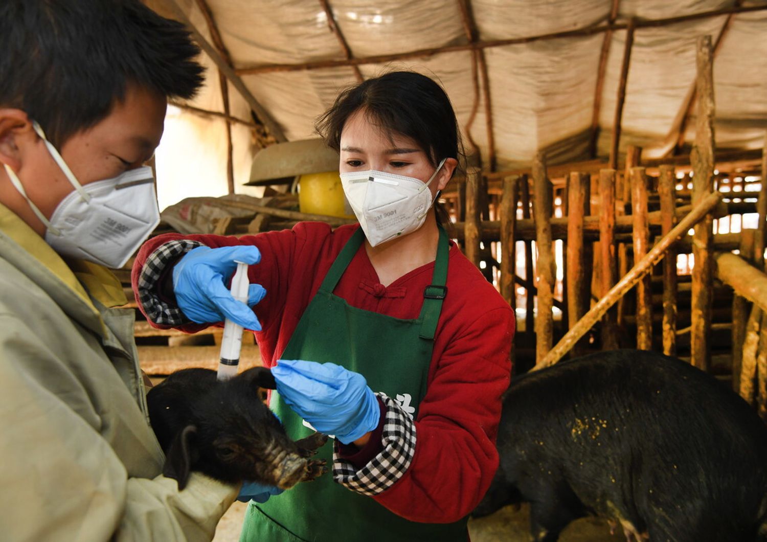 Nuovo virus dell'influenza suina in Cina: vaccinazioni del bestiame in un allevamento dello Shanxi