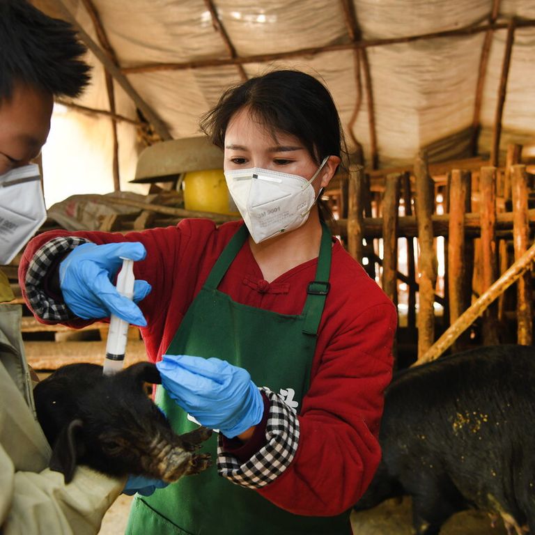 Nuovo virus dell'influenza suina in Cina: vaccinazioni del bestiame in un allevamento dello Shanxi