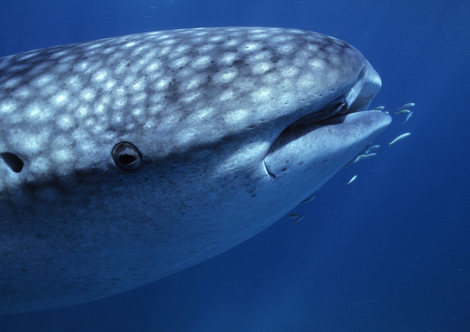 Il muso di uno squalo balena