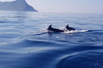 Banco di venti delfini gioca intorno alle barche a Sabaudia