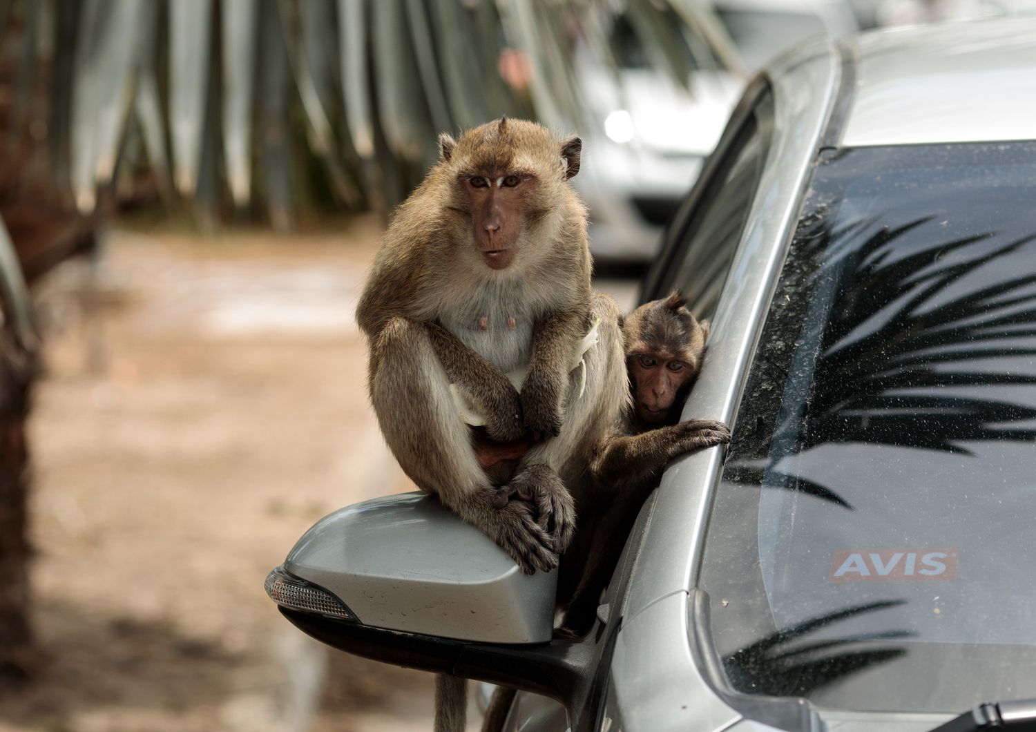 scimmie thailandia attaccano gente covid
