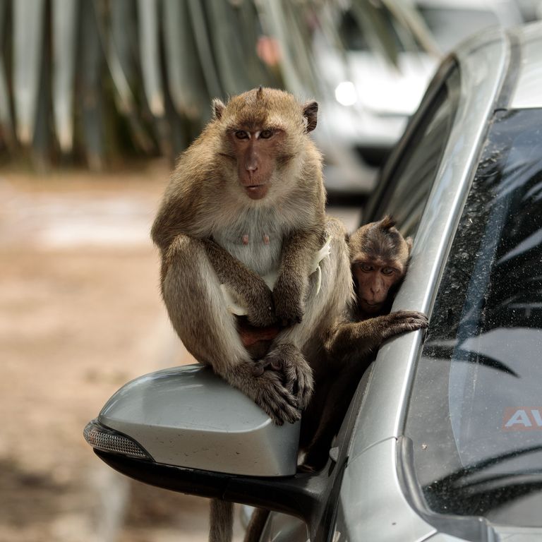 scimmie thailandia attaccano gente covid