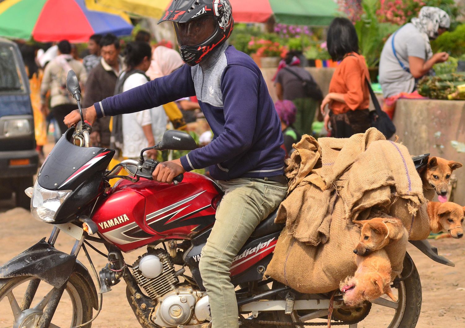 Cani destinati al macello a Dimapur, nello Stato del Nagaland (India)