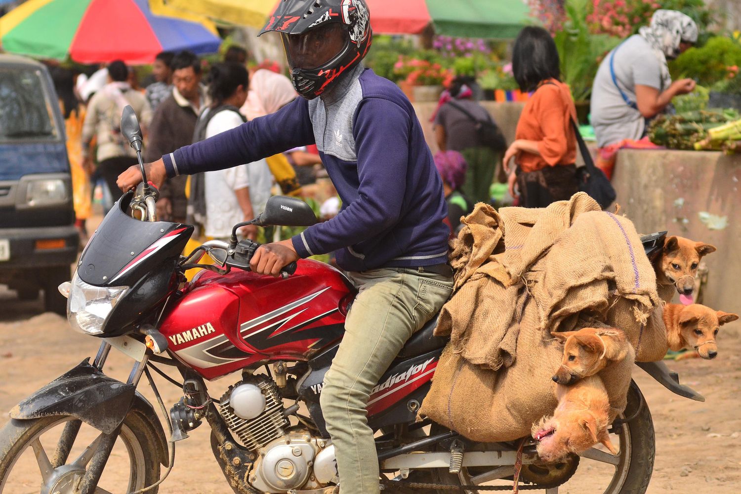Cani destinati al macello a Dimapur, nello Stato del Nagaland (India)
