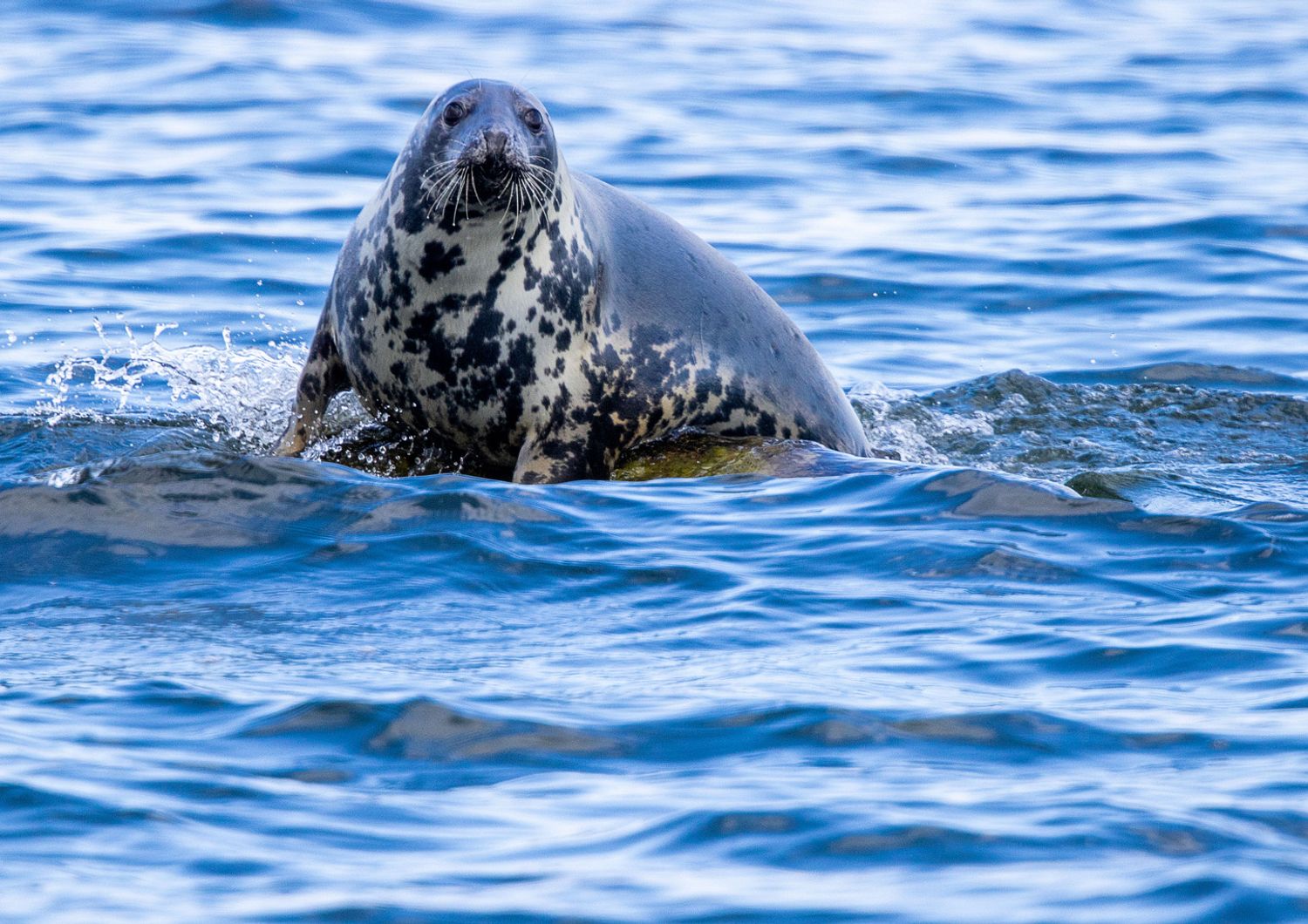 Una foca grigia nei mari tedeschi