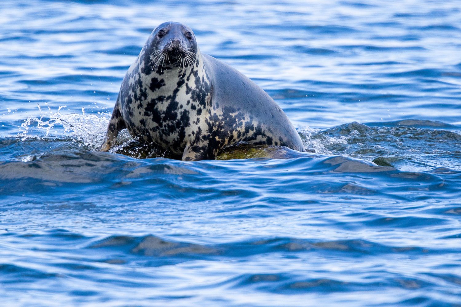 Una foca grigia nei mari tedeschi