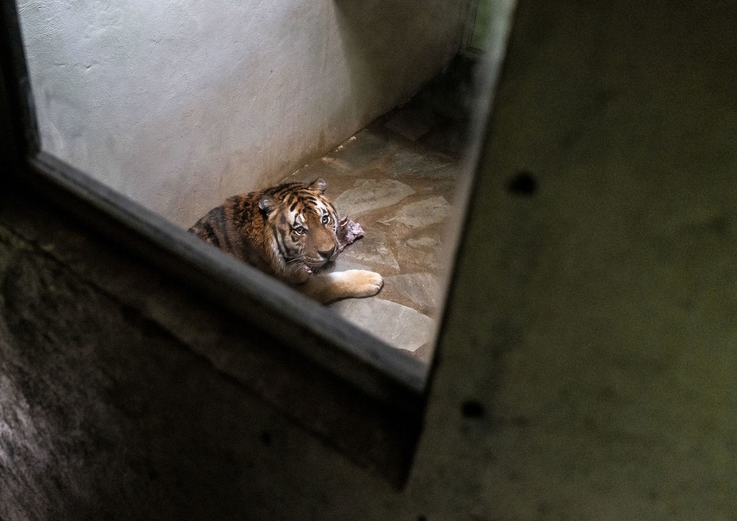 Una tigre dello zoo di Zurigo