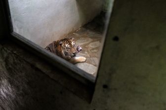 Una tigre dello zoo di Zurigo