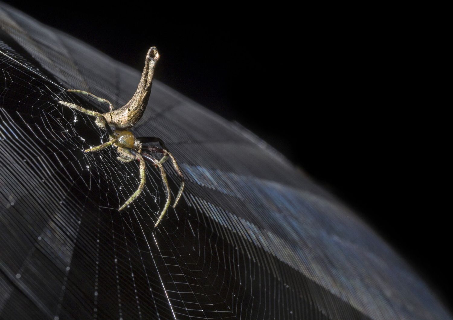 Un ragno della famiglia Araneidae tesse la sua tela