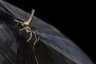 Un ragno della famiglia Araneidae tesse la sua tela