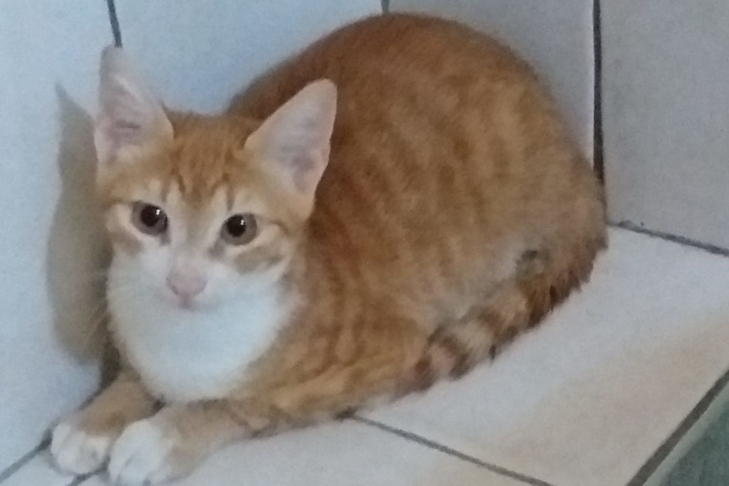 Pupi, il gatto-migrante sbarcato a Lampedusa