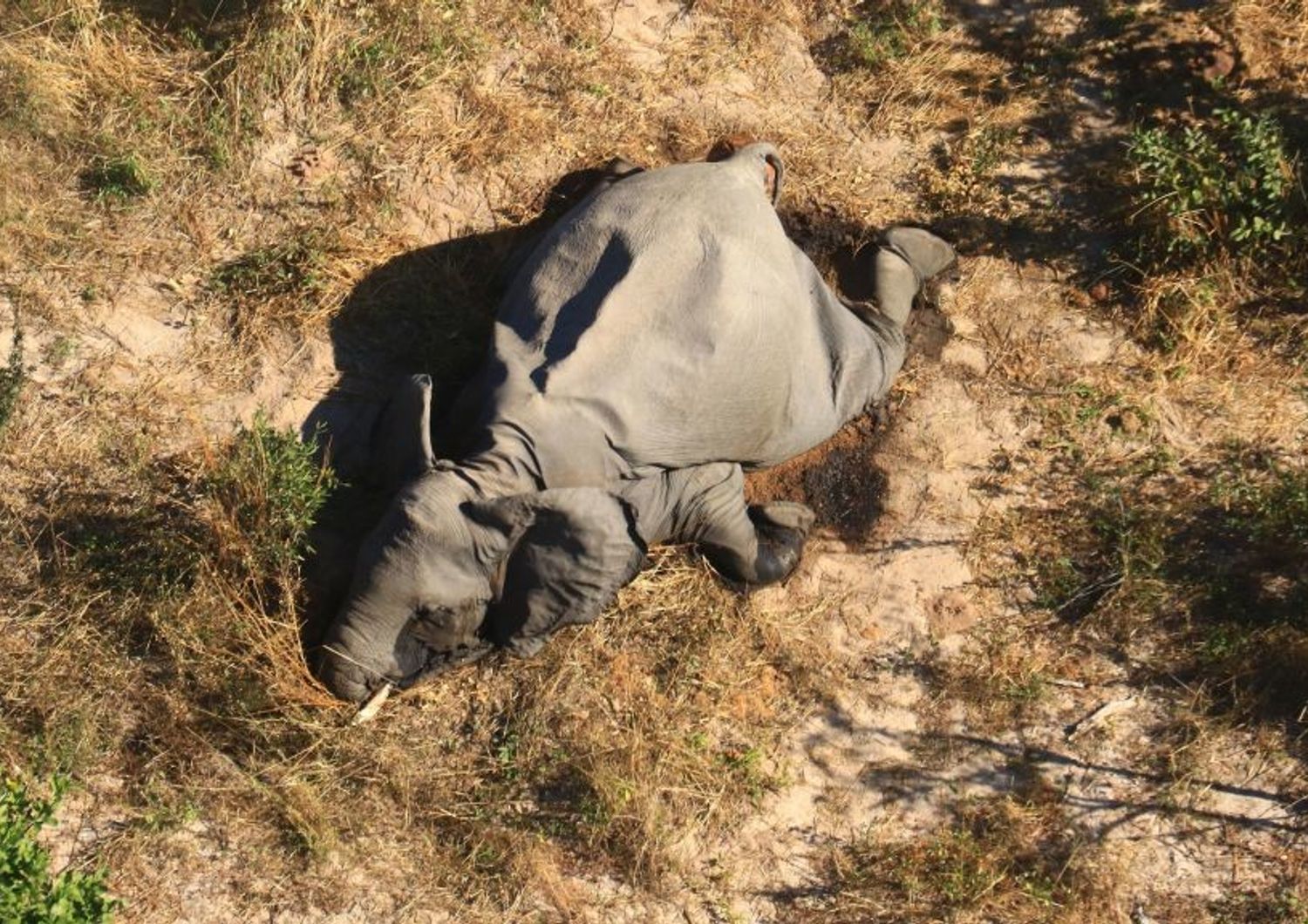 Un cadavere di elefante trovato in Botswana