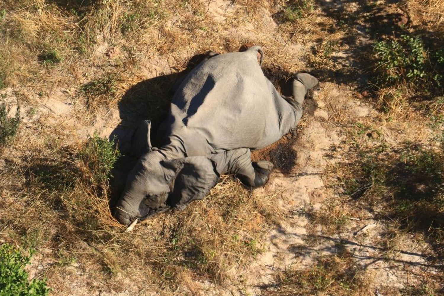 Un cadavere di elefante trovato in Botswana