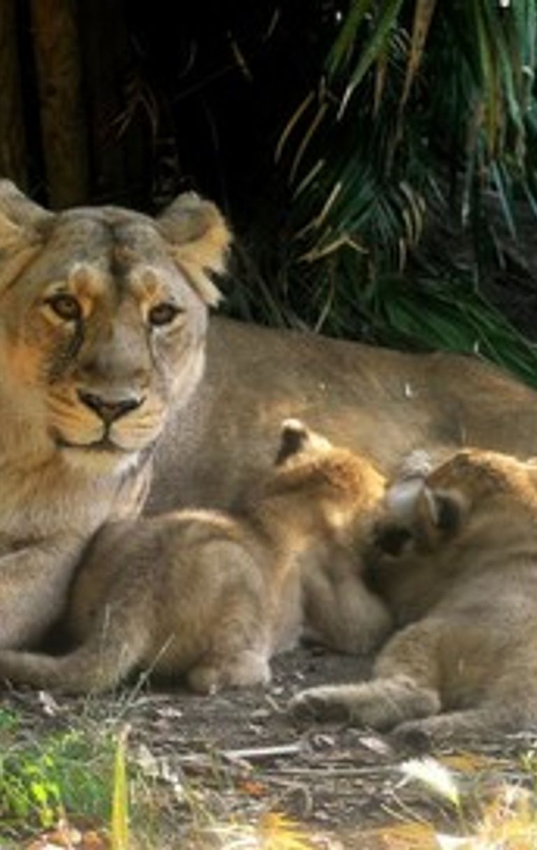 Leoncine del bioparco di Roma